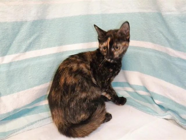 A baby small-sized female Domestic Short Hair cat named Jo for adoption in San Jose, CA
