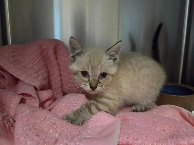 A baby small-sized male Domestic Medium Hair cat named Applejack for adoption in Salinas, CA