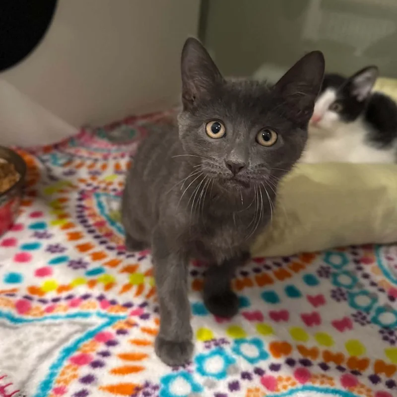 A baby medium-sized male Domestic Short Hair cat named Auger for adoption in Penn Yan, NY