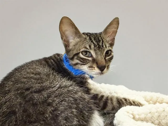 A baby medium-sized male Domestic Short Hair cat named Marco for adoption in Fort Lauderdale, FL