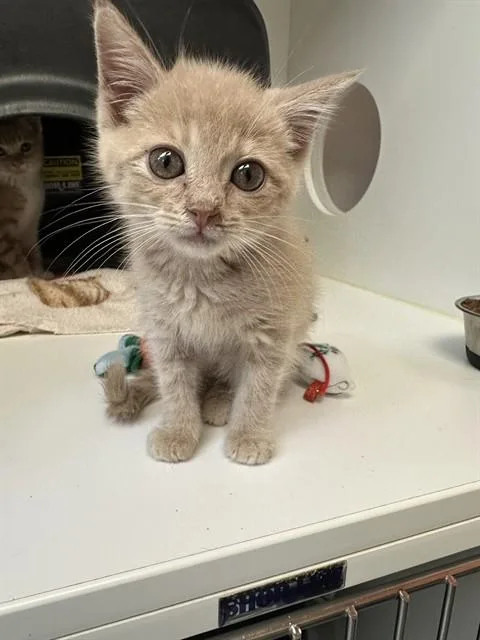 A baby small-sized female Domestic Short Hair cat named Reina for adoption in San Luis Obispo, CA