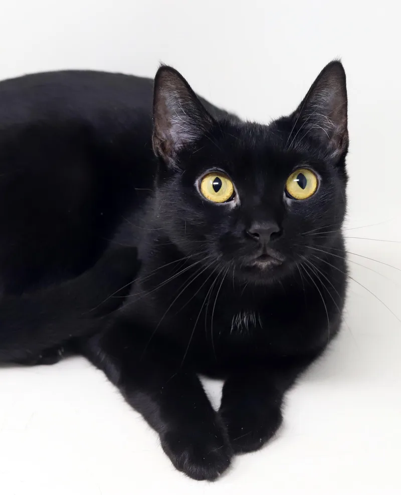 Dahlia is a living thumbnail 2