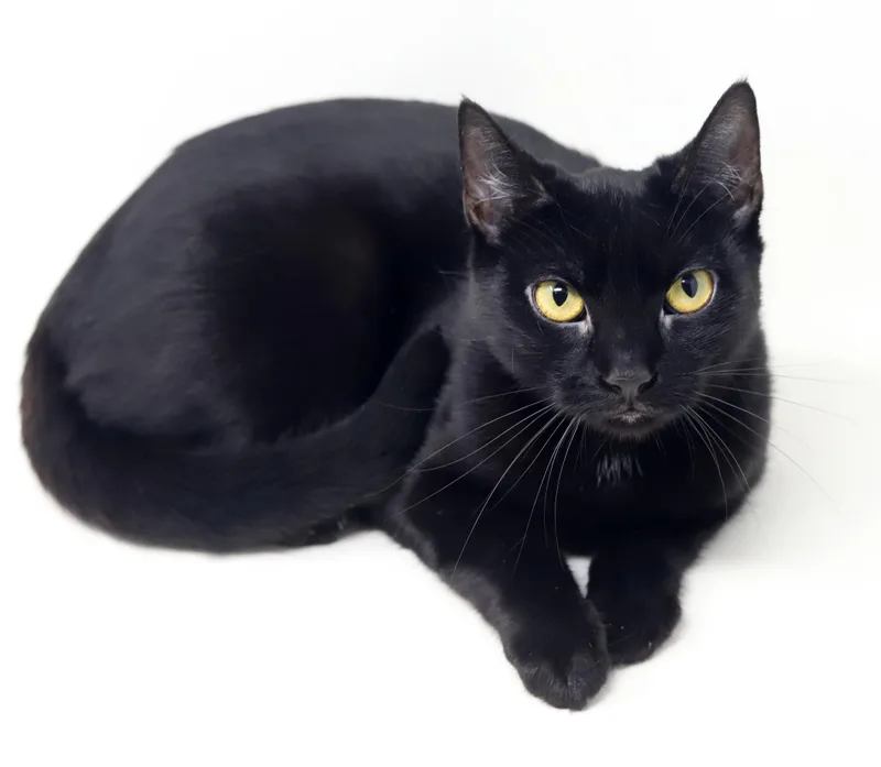 Dahlia is a living thumbnail 3