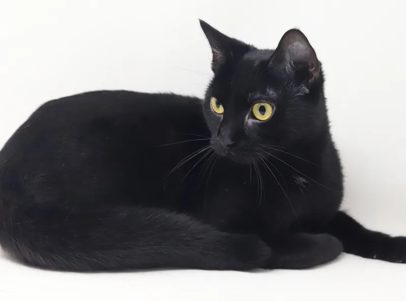 Dahlia is a living thumbnail 4