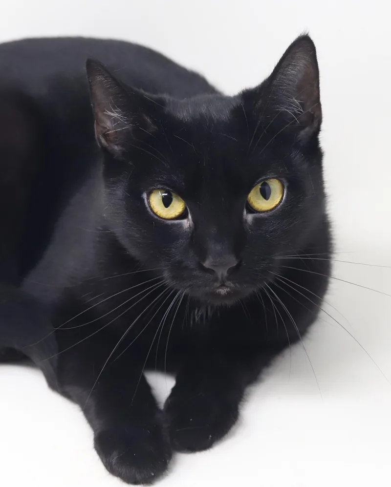 Dahlia is a living thumbnail 6