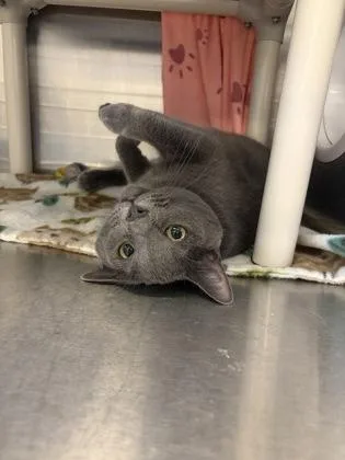 An adult medium-sized female Gray / Blue / Silver Domestic Medium Hair cat named Coin for adoption in Lansing, MI