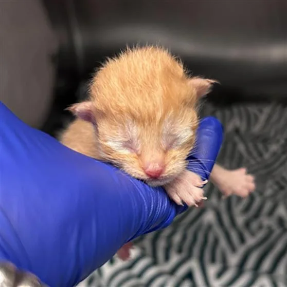 A baby small-sized male Domestic Short Hair cat named Leni for adoption in Dallas, TX