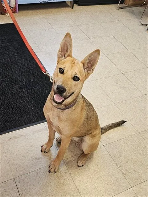 Dixie Pup