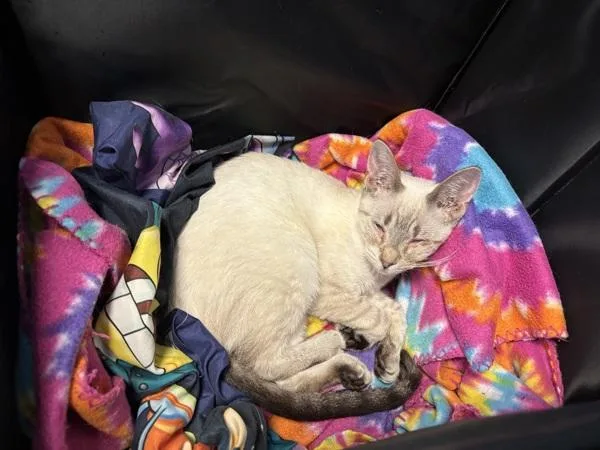 A young small-sized female Domestic Short Hair cat named Marsha for adoption in New York, NY