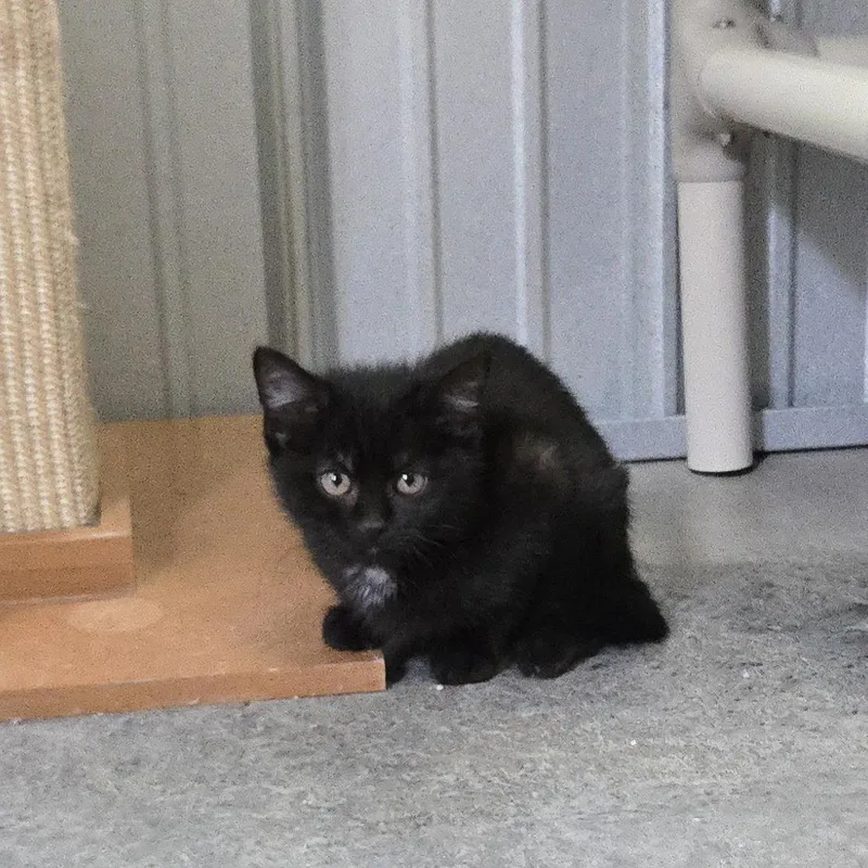 A baby medium-sized female Black Domestic Short Hair cat named Sage for adoption in Woodsfield, OH