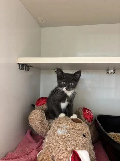 A baby small-sized female Domestic Short Hair cat named Juniper for adoption in Manteo, NC
