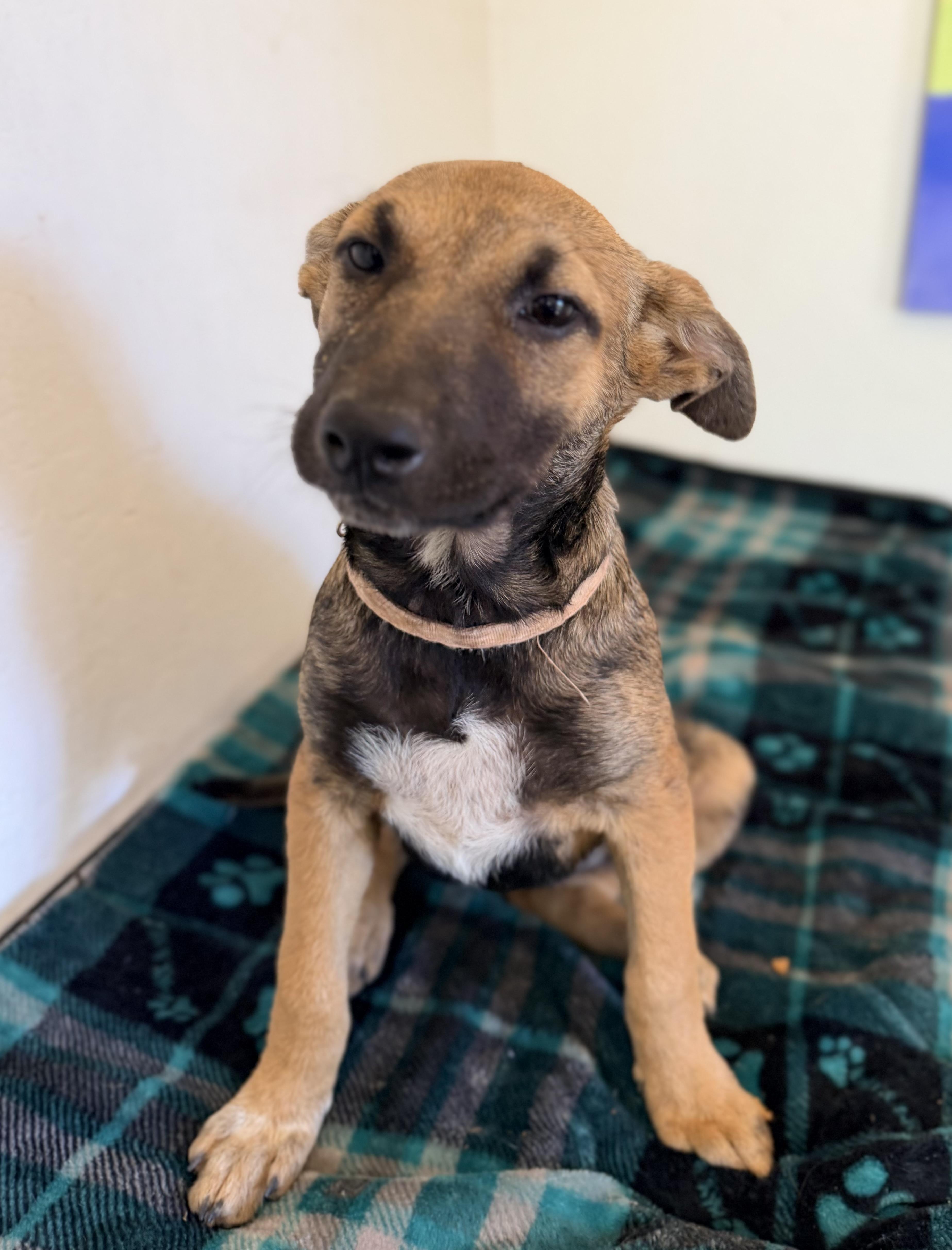A baby small-sized female Brown / Chocolate Shepherd dog named Whimsey for adoption in Gilbert, AZ