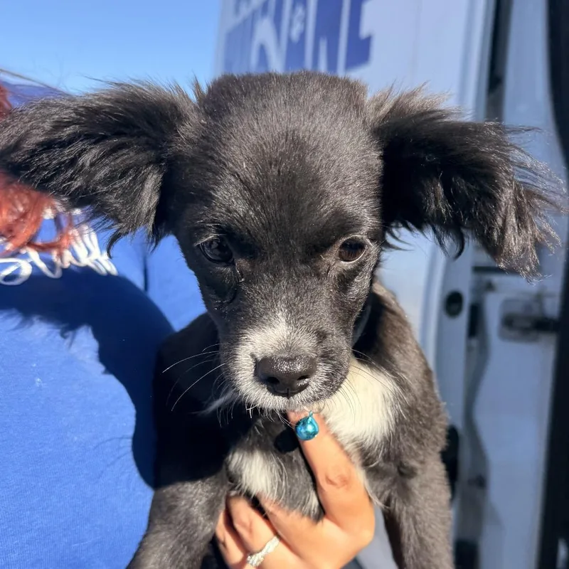 A baby small-sized male Black Chihuahua dog named Cobalt for adoption in Santa Barbara, CA