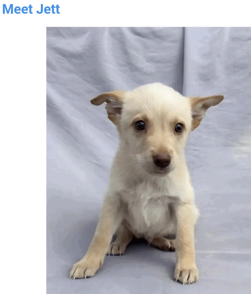 A baby medium-sized male Labrador Retriever dog named Jack for adoption in Salt Lake City, UT
