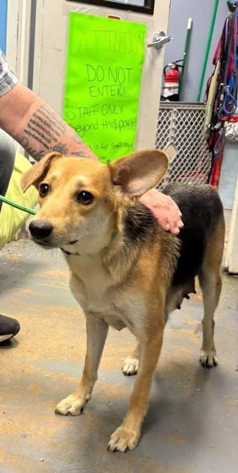 A young medium-sized female Hound dog named Mouse for adoption in Bayport, NY