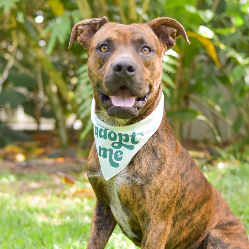 A young medium-sized male Brown / Chocolate Mixed Breed dog named Dill for adoption in Kailua Kona, HI