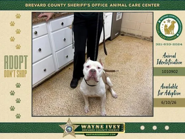 An adult large-sized female Mixed Breed dog named Cersei for adoption in Melbourne, FL