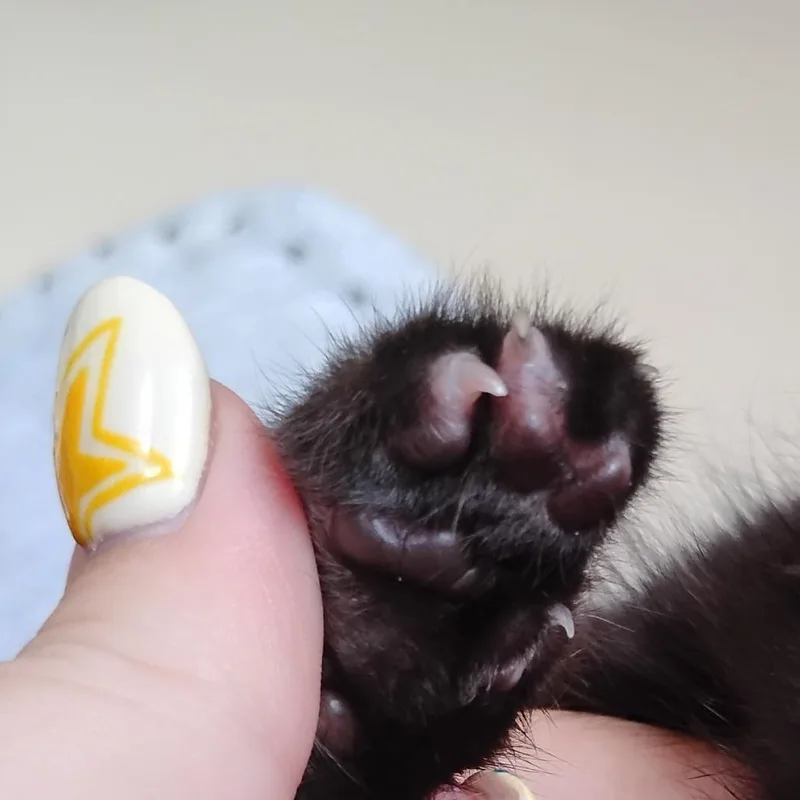 A baby small-sized male Black Domestic Short Hair cat named Pinkie for adoption in Grantsville, UT
