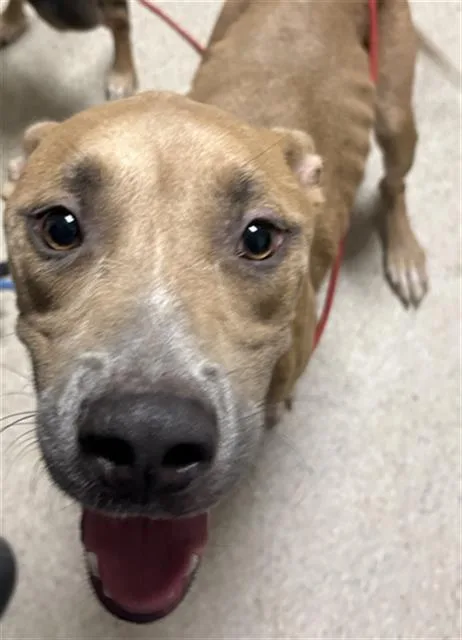 A young medium-sized male Mixed Breed dog named Rico for adoption in Bakersfield, CA