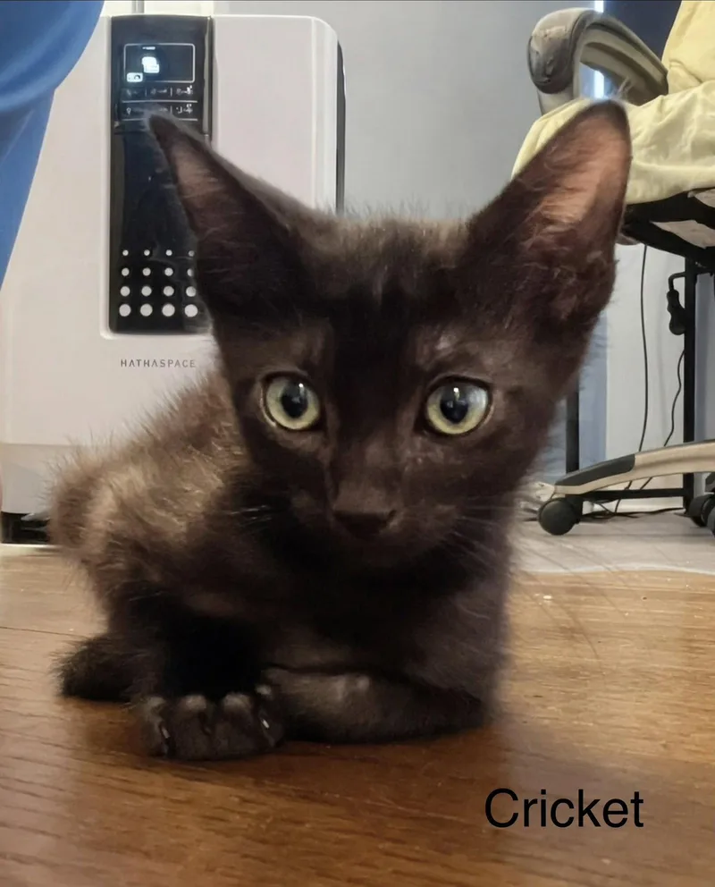 A baby small-sized male Domestic Short Hair cat named Cricket C Weaver for adoption in Saunderstown, RI