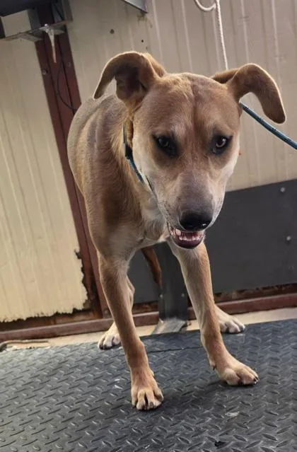 A young medium-sized male Yellow / Tan / Blond / Fawn Mixed Breed dog named 61652843 for adoption in El Paso, TX