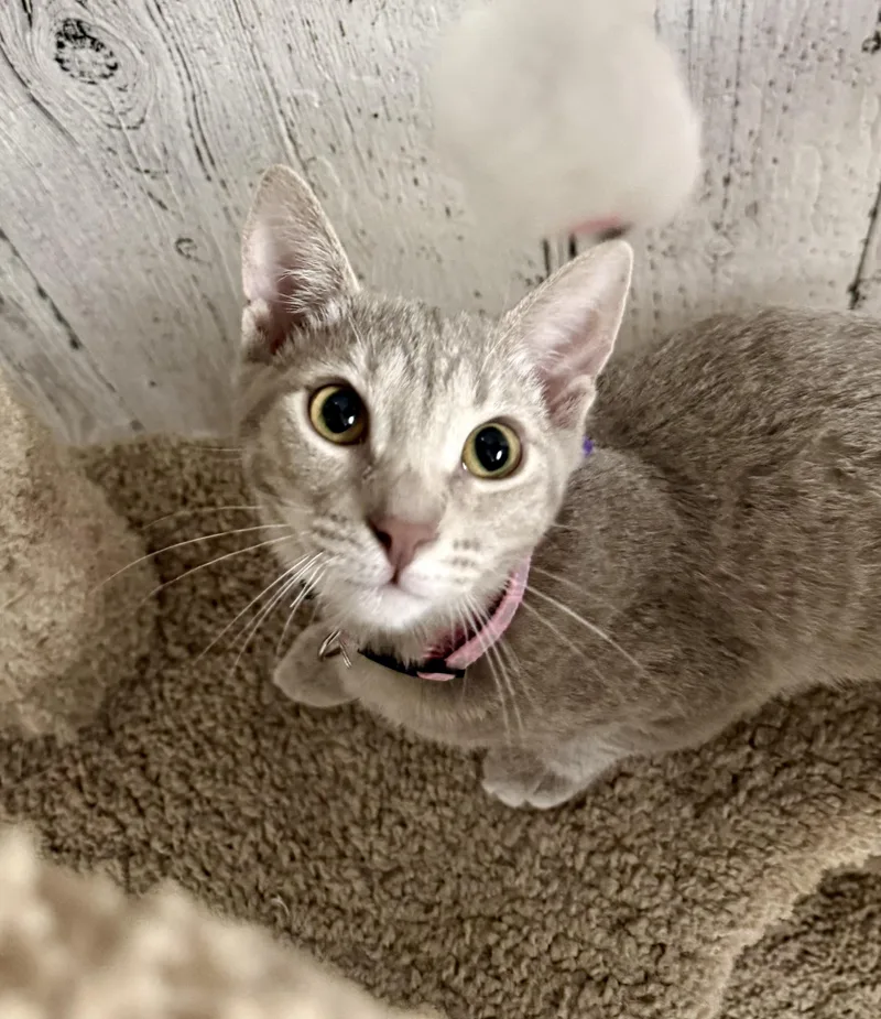 A young small-sized female Domestic Short Hair cat named Silver for adoption in Momence, IL