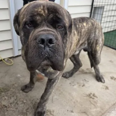 A young large-sized male Brindle Bullmastiff dog named Tank for adoption in Blue Earth, MN