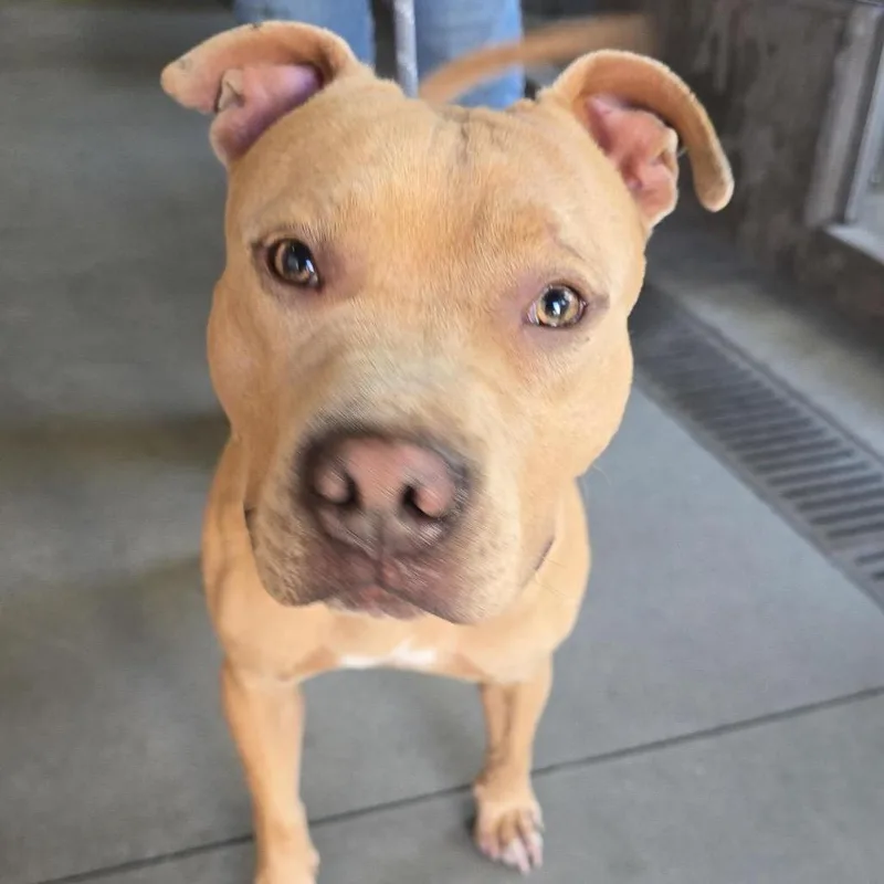 An adult medium-sized male Yellow / Tan / Blond / Fawn Pit Bull Terrier dog named Suede A for adoption in Mission Hills, CA