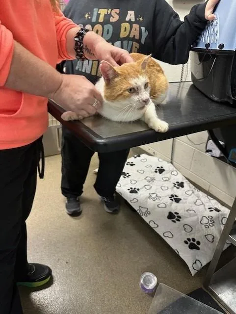 An adult large-sized male Domestic Short Hair cat named Catinator for adoption in Rome, GA