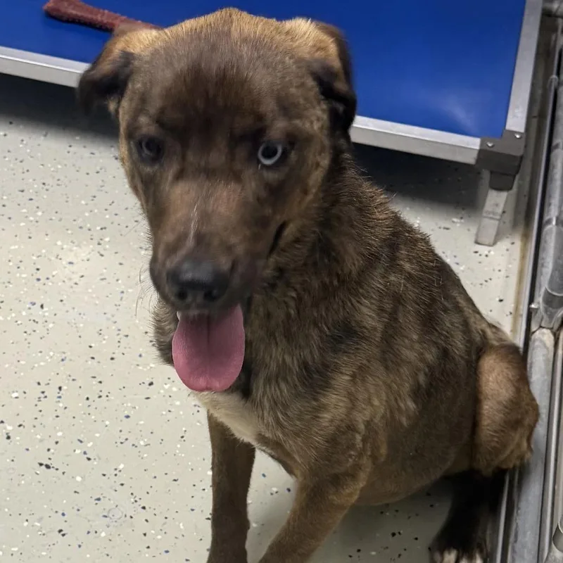 A young medium-sized female Brown / Chocolate Husky dog named Romy for adoption in Marion, VA