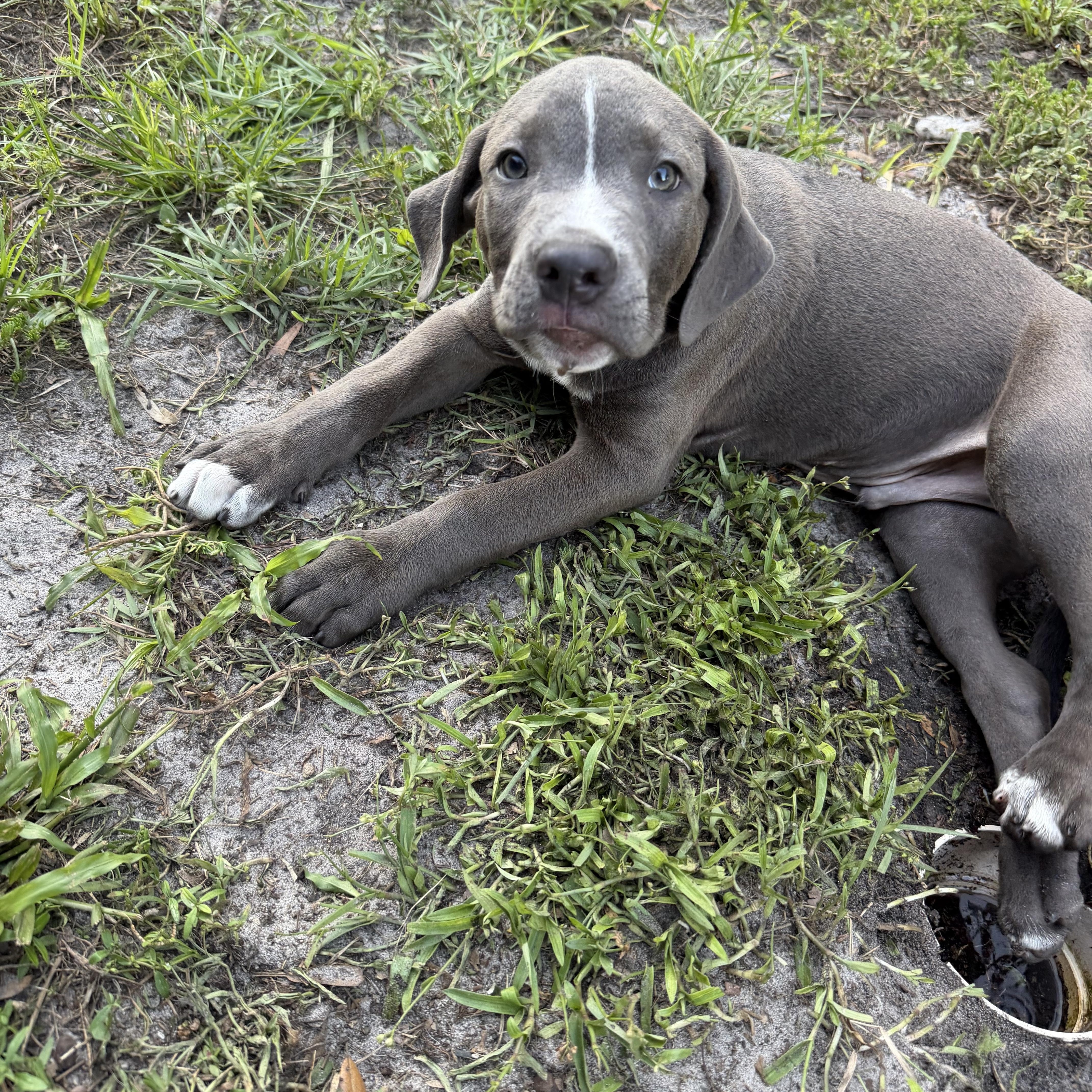 A baby large-sized male Pit Bull Terrier dog named Benny for adoption in Groveland, FL