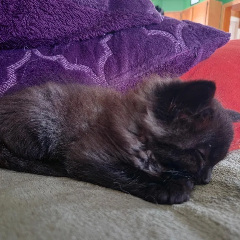 A baby small-sized male Black Domestic Medium Hair cat named Elentiya for adoption in Binghamton, NY
