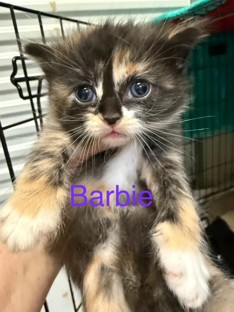 A baby small-sized female Domestic Short Hair cat named Barbie for adoption in Saint Francisville, LA