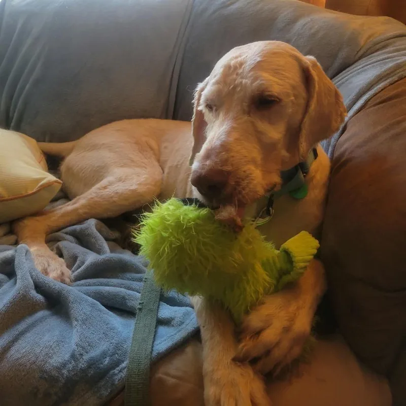 An adult large-sized male Standard Poodle dog named Phil for adoption in Buffalo, MN