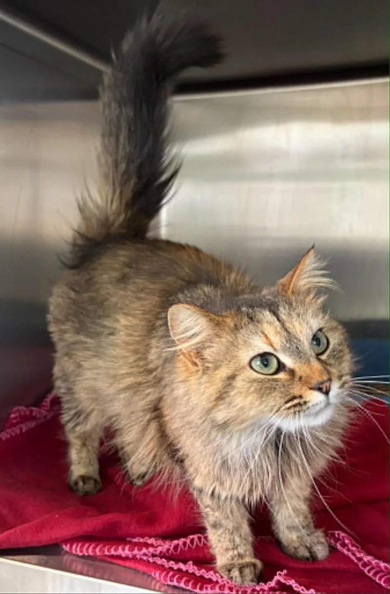 An adult medium-sized female Tabby (Brown / Chocolate) Domestic Long Hair cat named Jolene for adoption in Lincoln, MI