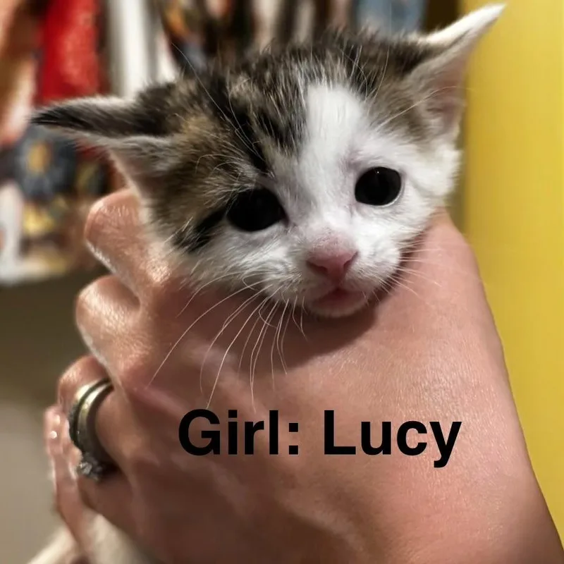 Lucy