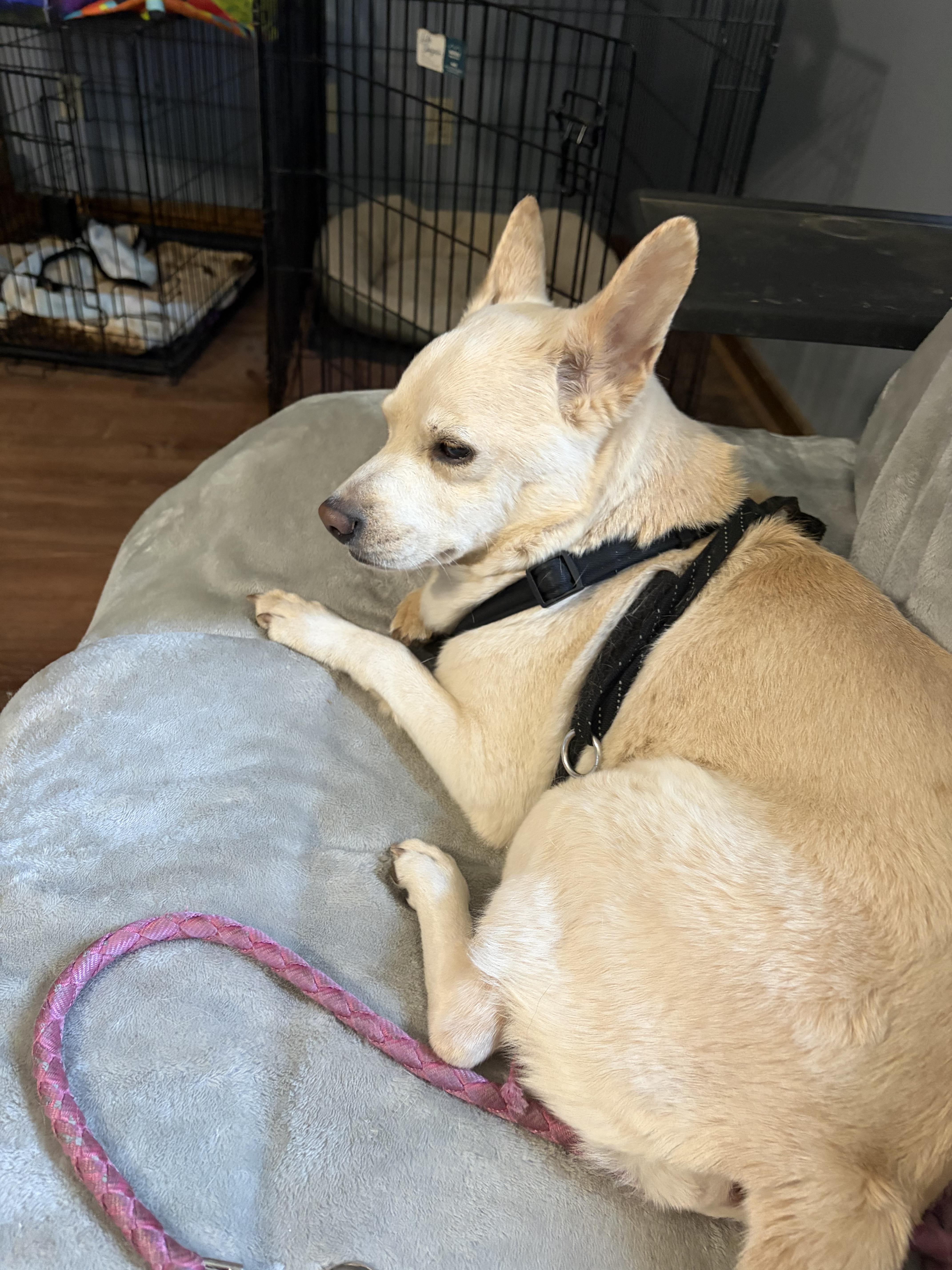 An adult small-sized female Australian Cattle Dog / Blue Heeler dog named Shelby for adoption in Chester, SC