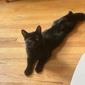 A young small-sized female Black Domestic Short Hair cat named Wobble for adoption in Brooklyn, NY
