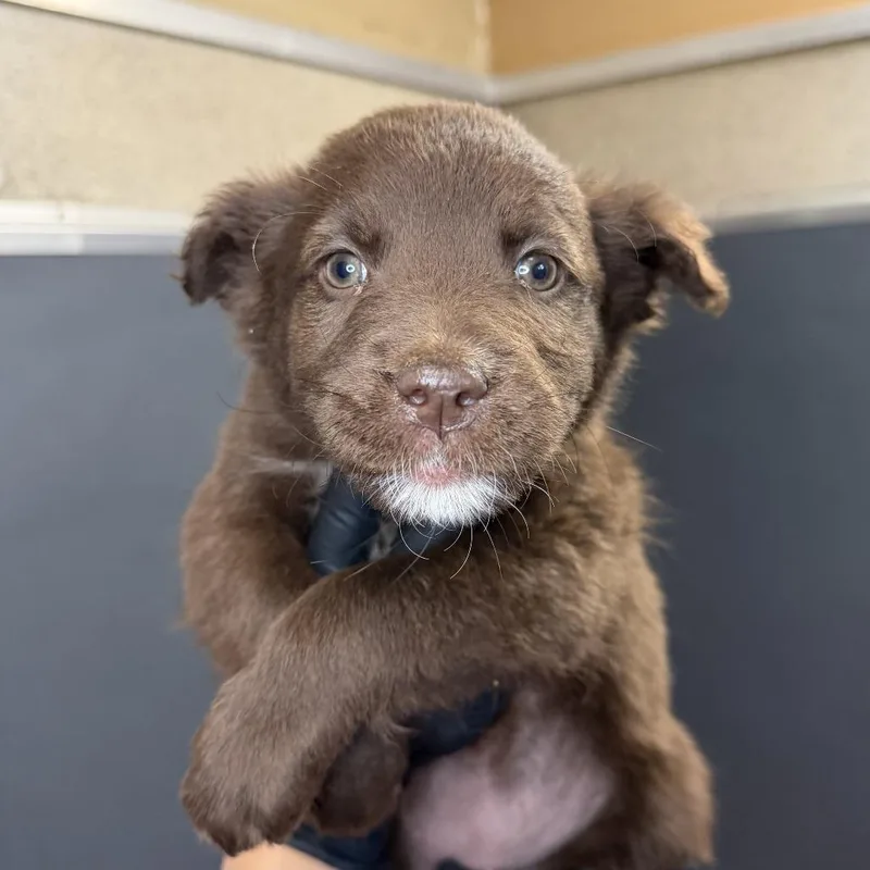 A baby small-sized female Brown / Chocolate Shepherd dog named Hershey for adoption in Palm Springs, CA