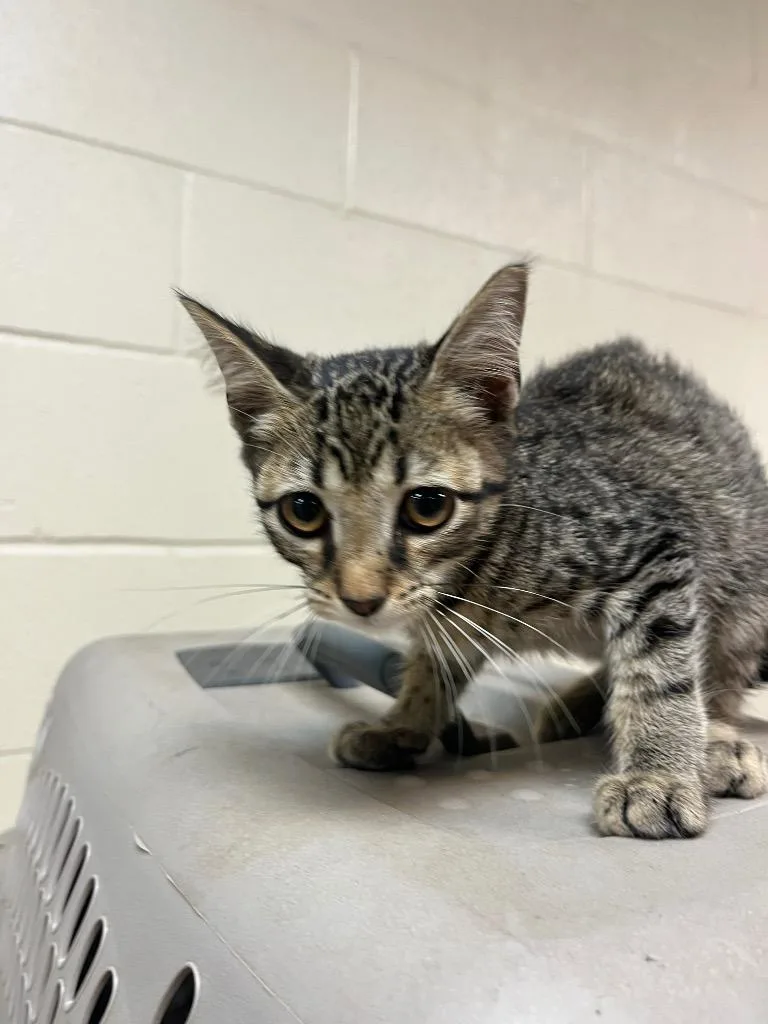 A baby large-sized male Domestic Short Hair cat named Jessie for adoption in Nacogdoches, TX