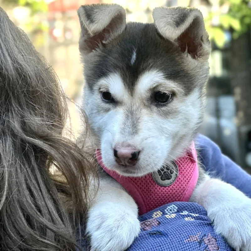 A baby medium-sized female Husky dog named Cookie for adoption in San Francisco, CA