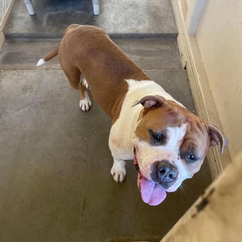 An adult large-sized female White / Cream Pit Bull Terrier dog named Maple for adoption in Phoenix, AZ