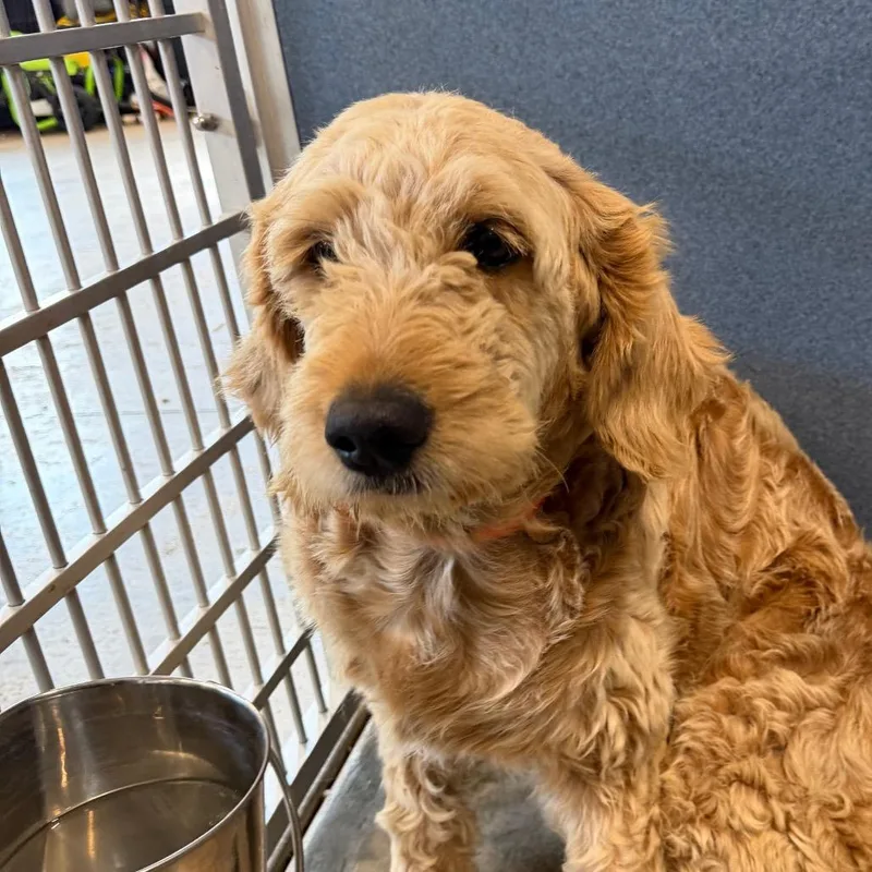 An adult medium-sized female Golden Goldendoodle dog named Joanna Missouri JY for adoption in Peyton, CO