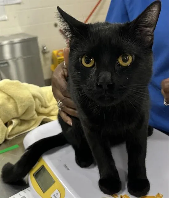 A young medium-sized male Domestic Short Hair cat named Tensie for adoption in Upper Marlboro, MD