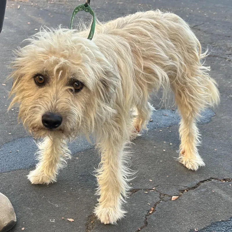 An adult medium-sized female Terrier dog named Wookie for adoption in Point Richmond, CA