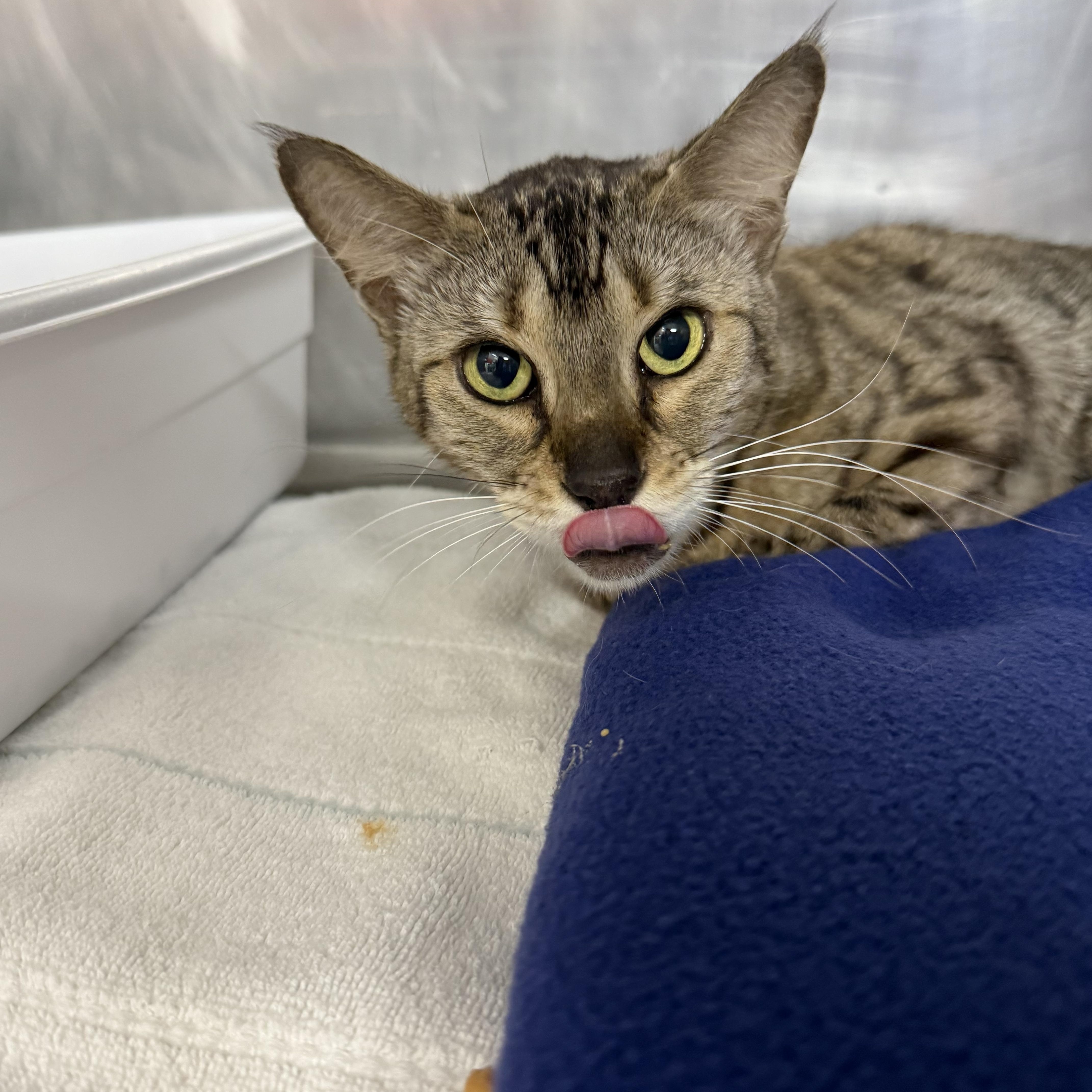 An adult medium-sized female Tabby (Brown / Chocolate) Bengal cat named Ambra for adoption in Lauderhill, FL