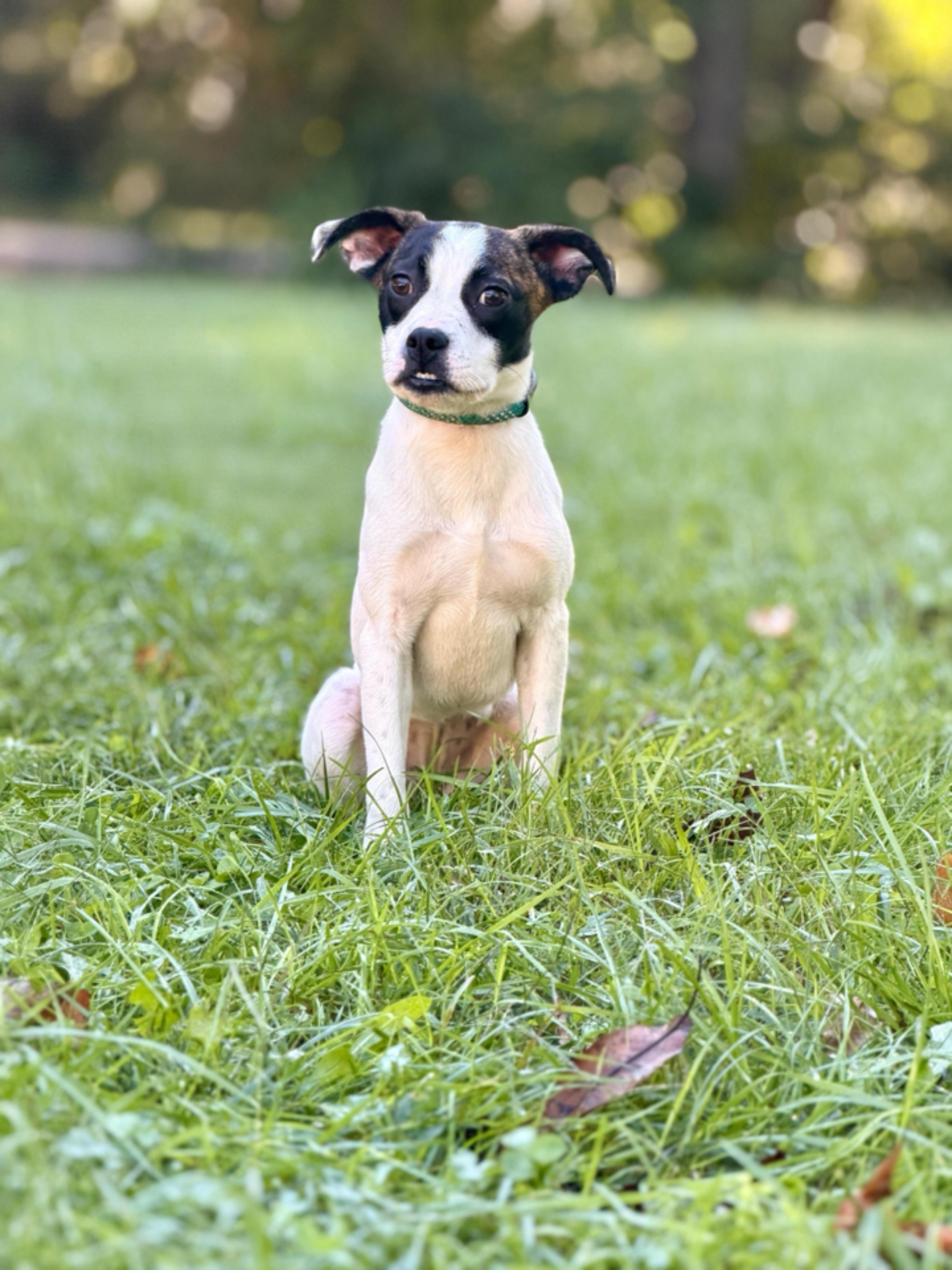 A baby small-sized male Terrier dog named Dax for adoption in Gradyville, KY