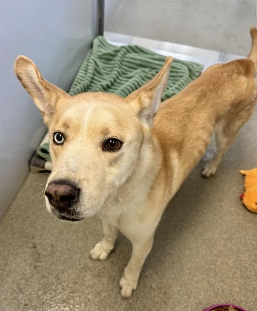 A young large-sized male Siberian Husky dog named Blondie for adoption in West Valley City, UT