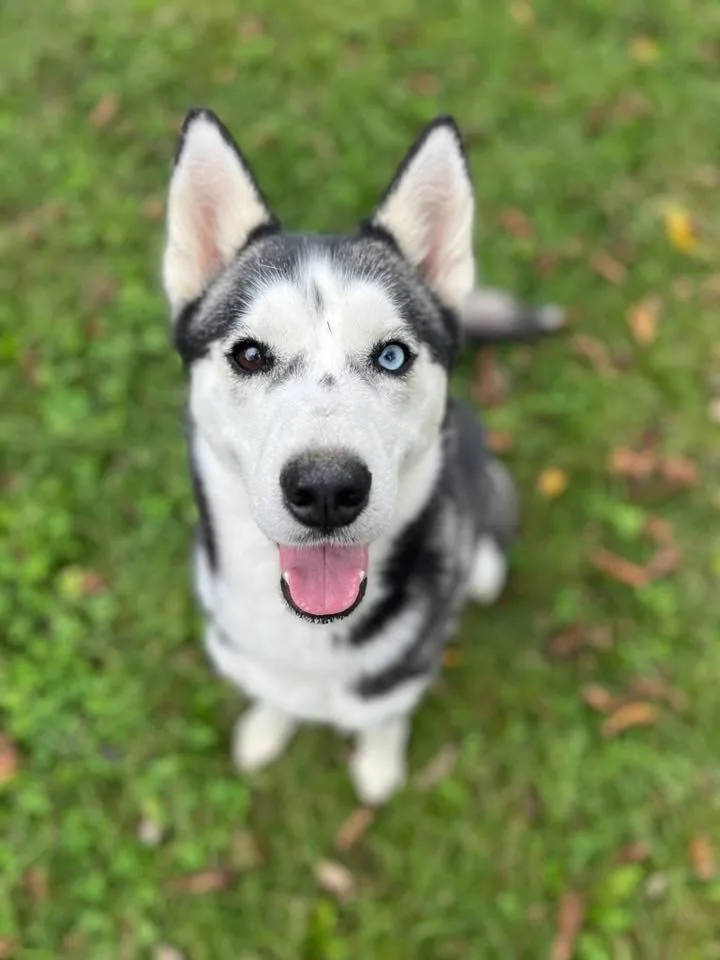 Trixie