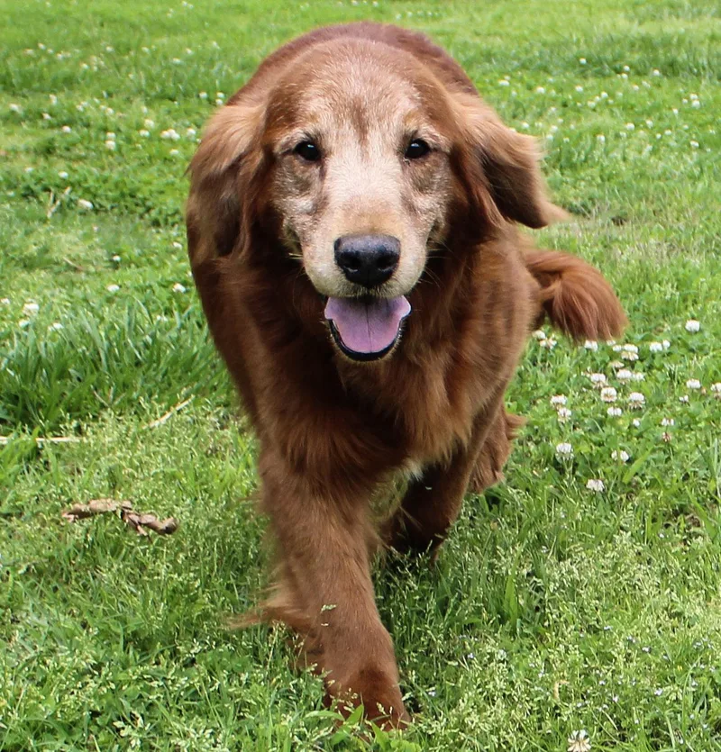 Roscoe